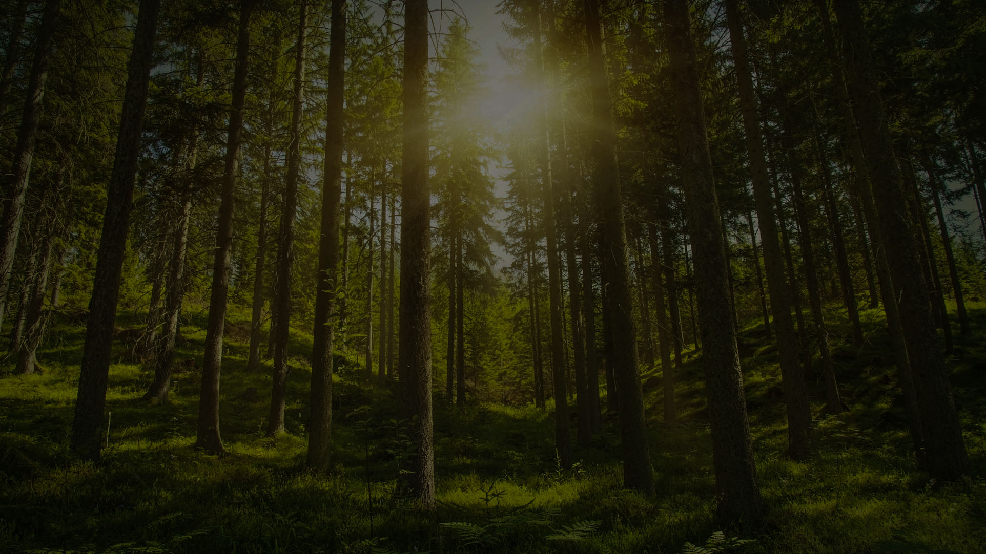 Mikroogrody - Terrarium Garden 4