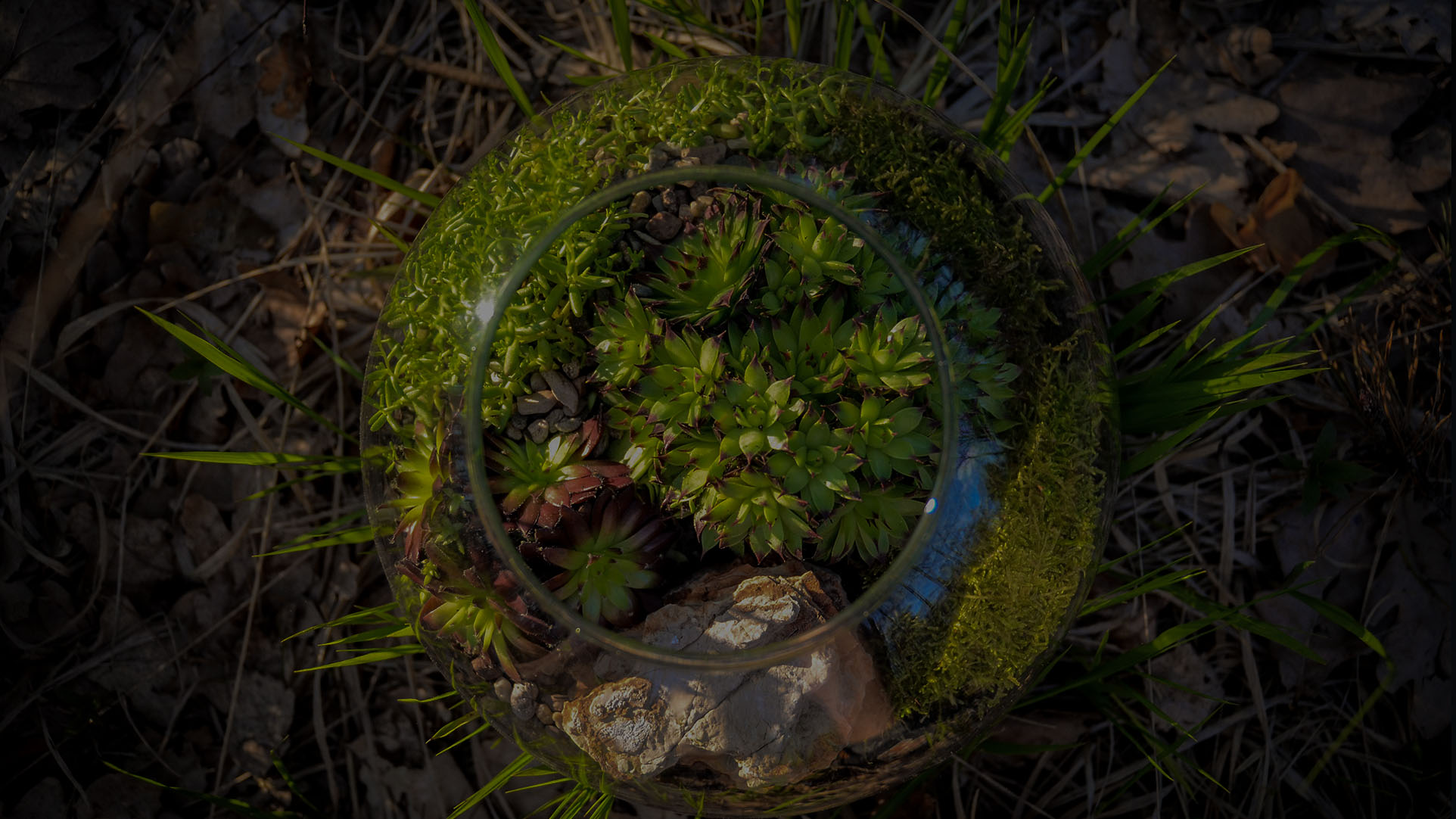 Mikroogrody - Terrarium Garden 3